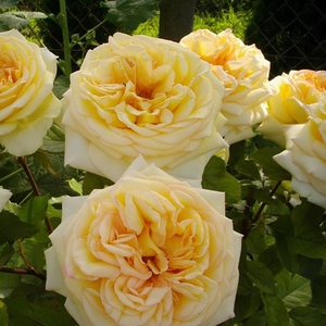 Róża z dyskretnym zapachem - Golden Tower®